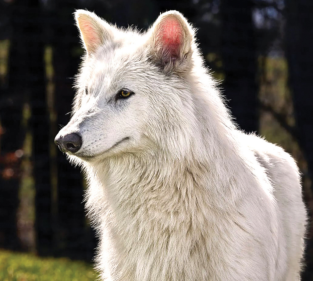 Hồi sinh động vật tuyệt chủng: Ảo mộng và triển vọng