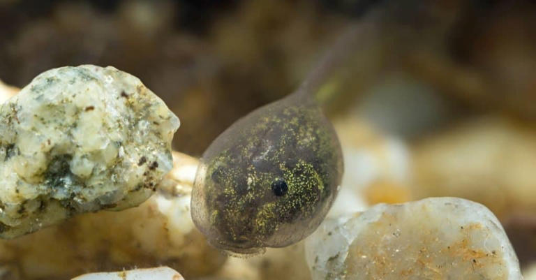 What Do Green Tree Frogs Eat?