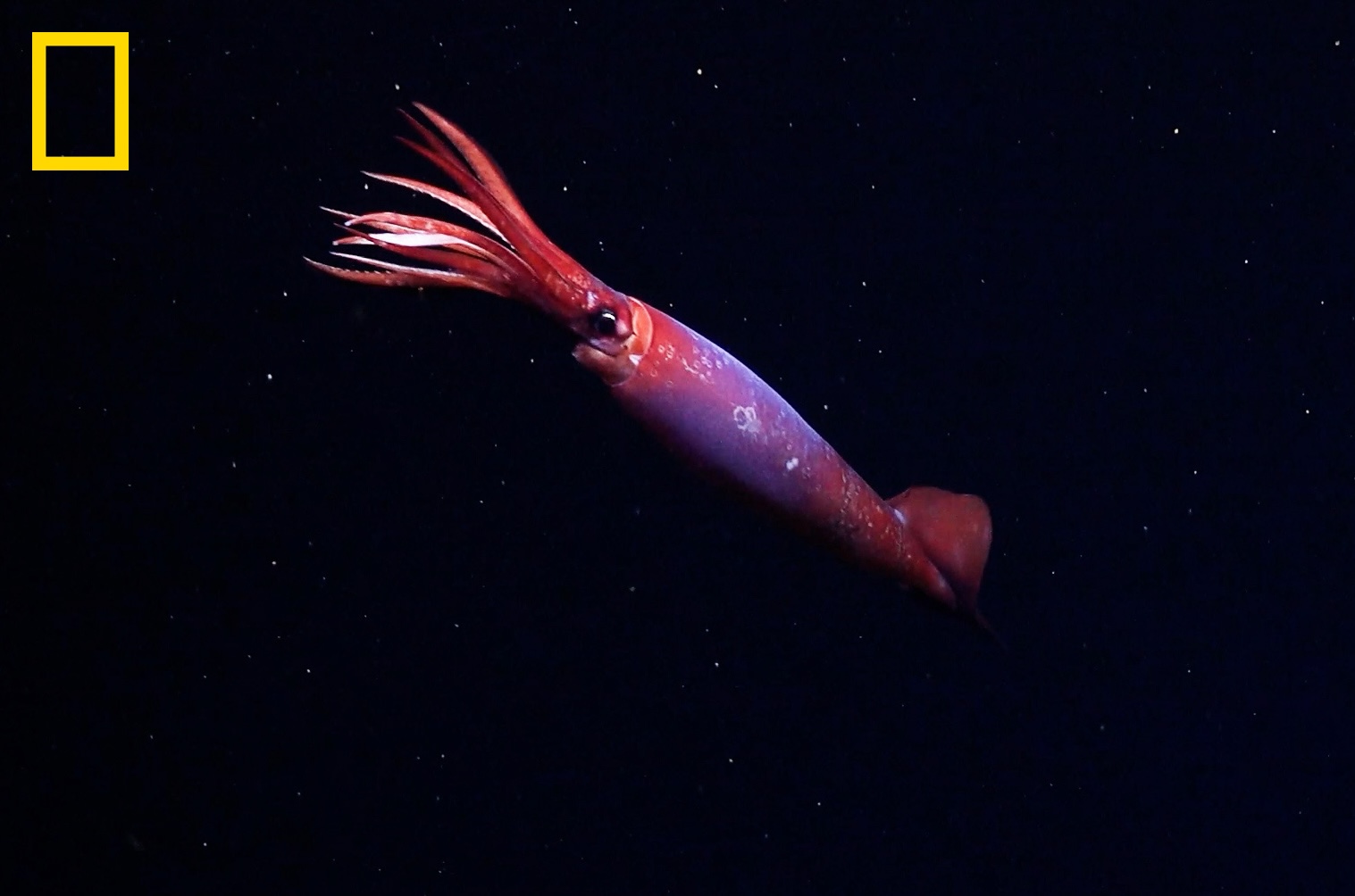 Scientists Had Never Seen This Mysterious Squid Alive in the Wild—Until