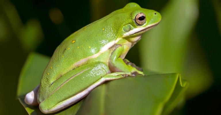 What Do Green Tree Frogs Eat?