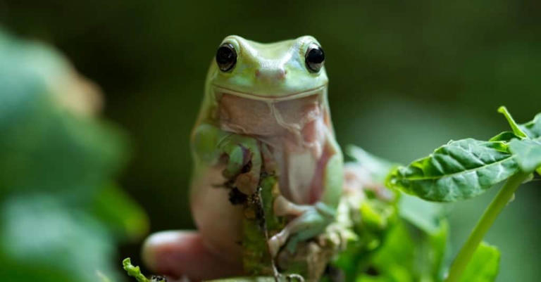 What Do Green Tree Frogs Eat?