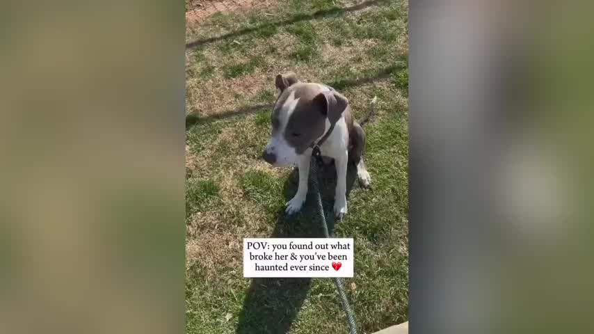 Woman Haunted By What Happened To Rescue Dog