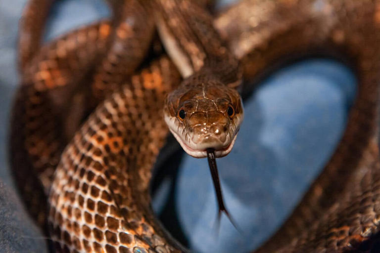 Sneaky Serpentine#Cloud slithers through Cloudflare tunnels to inject