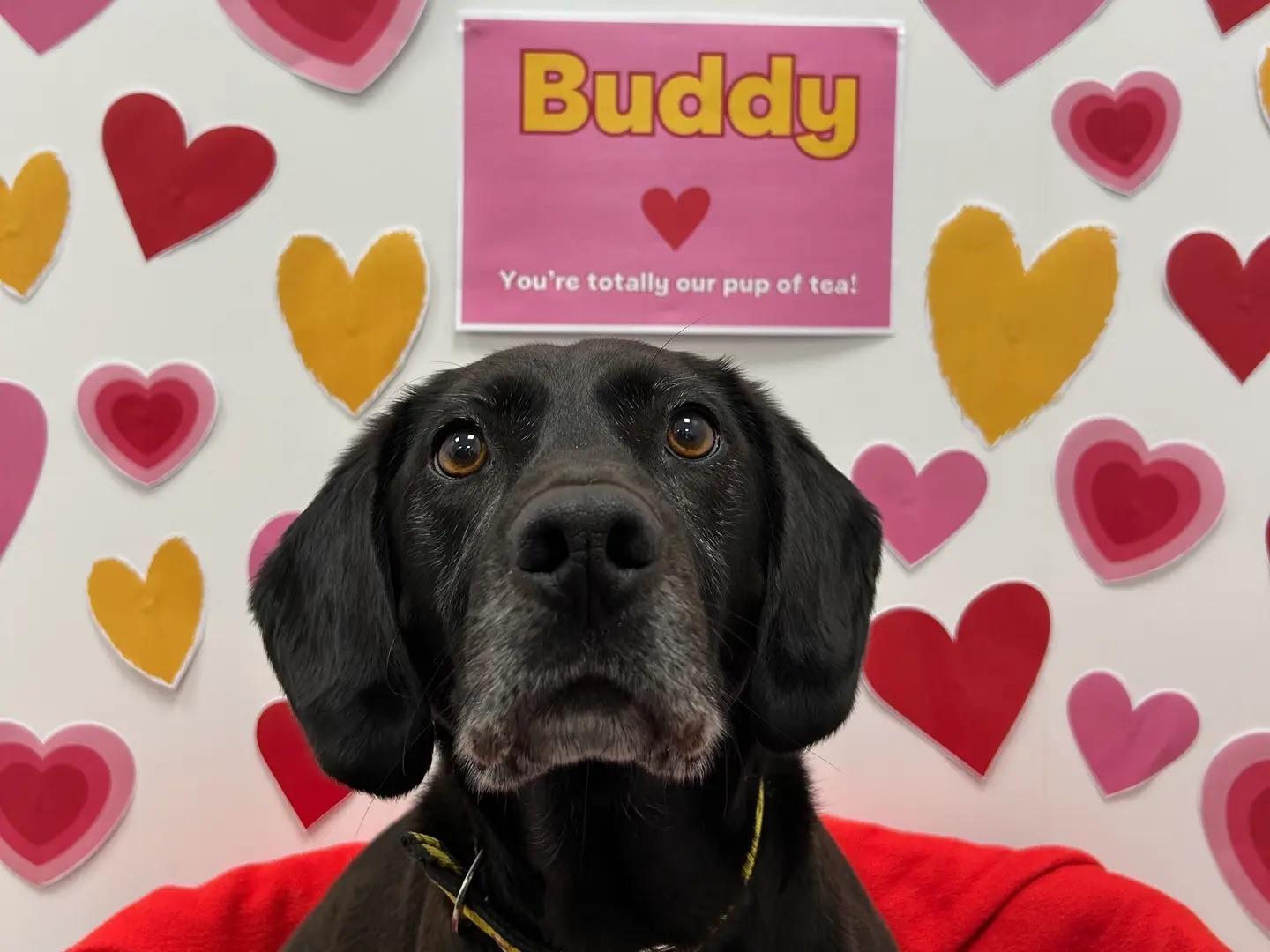 Come to Dogs Trust Ballymena’s Experience Day