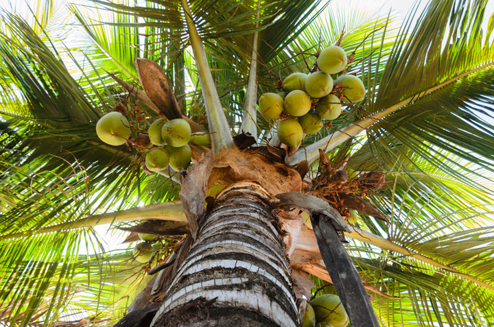 Produksi 40 Ribu Ton Kelapa Tahunan, Sulbar Buka Peluang Investasi