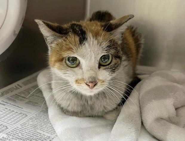 奇跡の密航】コンテナ密閉3週間、飲まず食わずでも必死に生きた猫