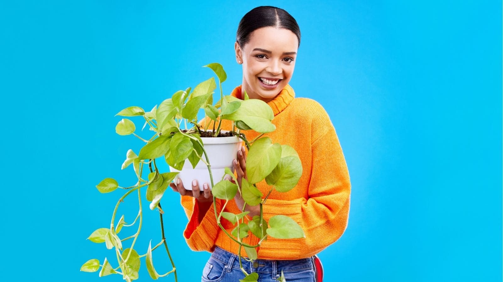 12 Gorgeous Plants That Multiply Without Any Effort