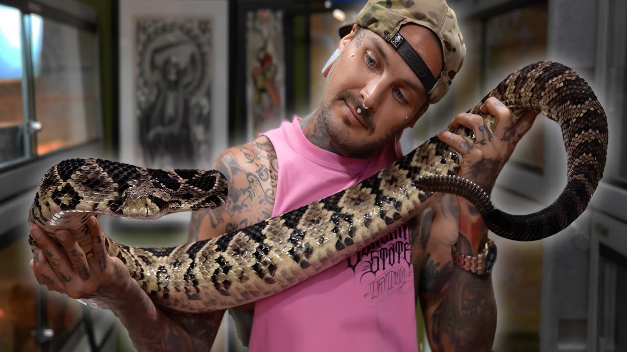 Exploring the Possibility of Giant Rattlesnake Offspring