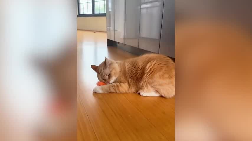 Orange Cat Scared Of New Sitter Hides For Four Days, But She Has A Plan