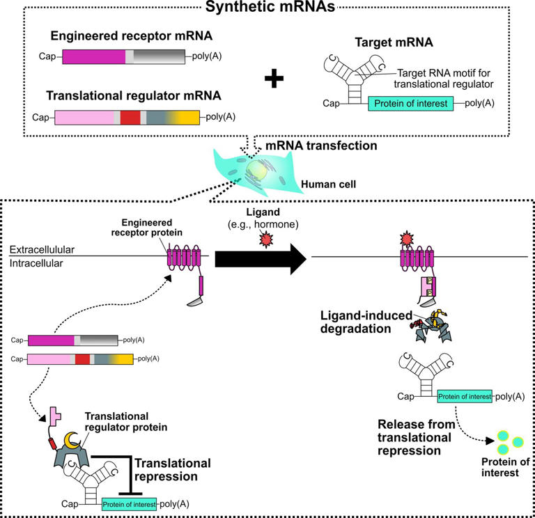 Smart mRNA drugs listen to the body, adjusting protein production based ...