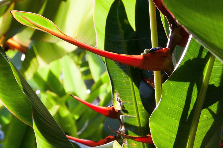Heliconia / Orchid - Large main image 1