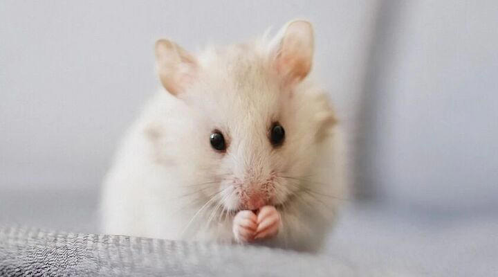 10 Tips and Tricks for Looking After Your First Hamster