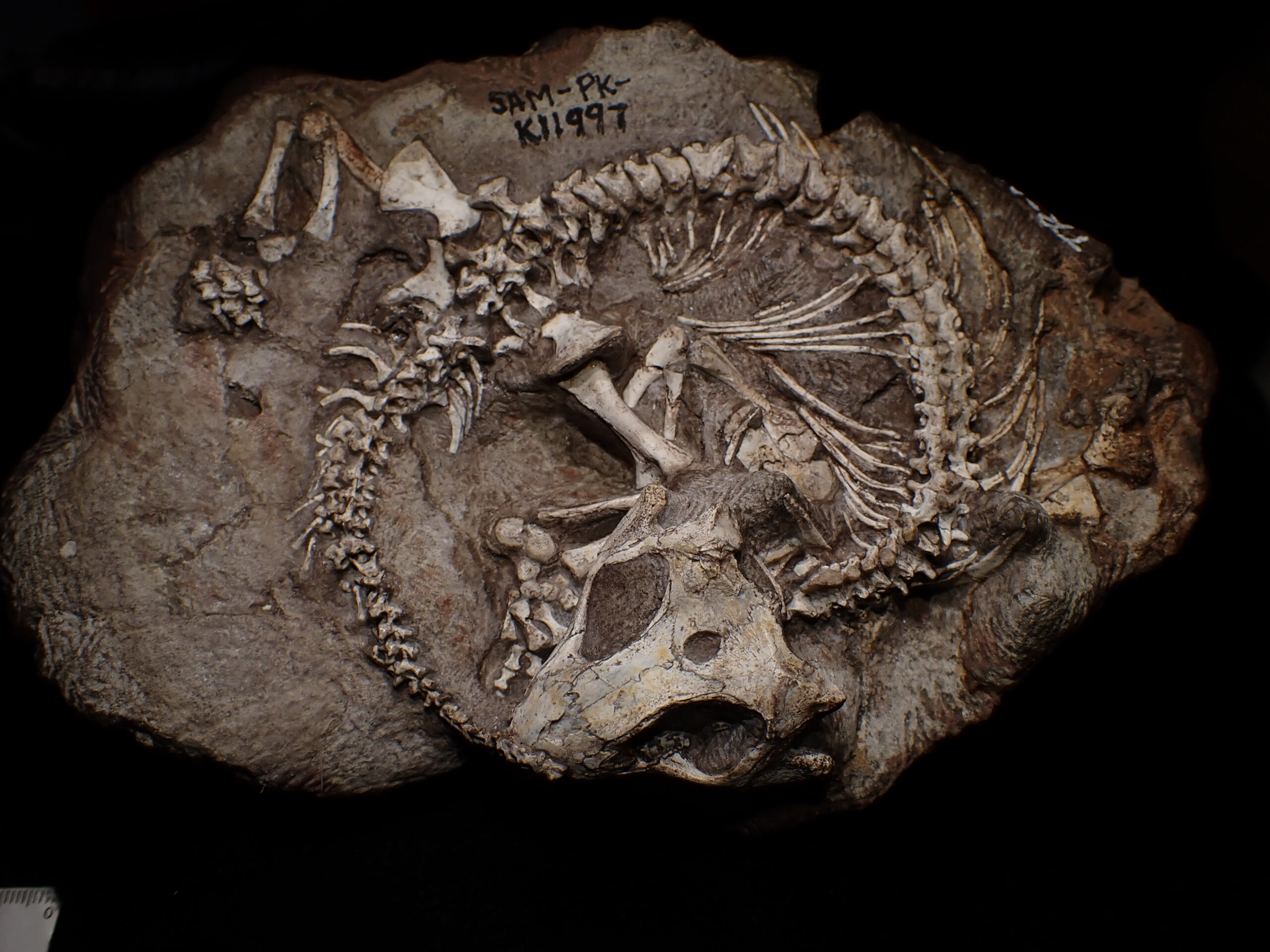 Fossils show colonies of reptiles lived communally 250 million years ...