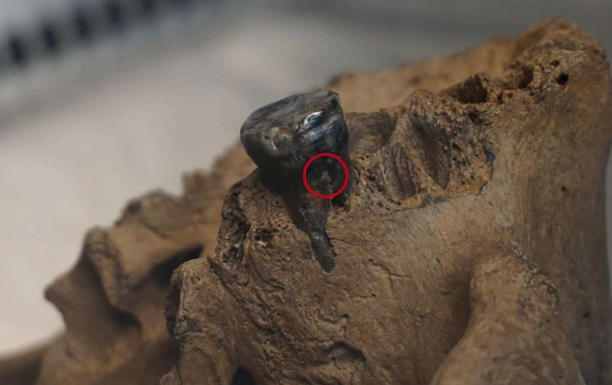 The red dot shows the spot dental calculus on the Harbin tooth, from where mtDNA was captured and sequenced from the skull. Cell/Fu, Qiaomei et al