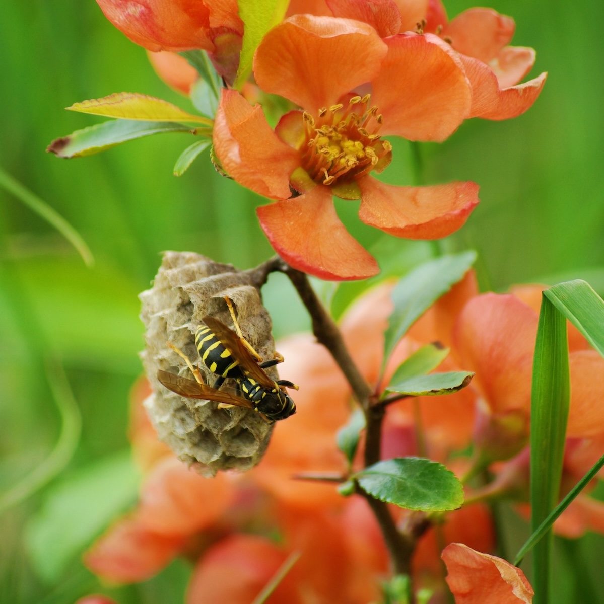 Wasp vs Bee: 6 Key Differences Between Bees and Wasps