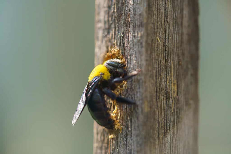 Carpenter Bee vs. Bumblebee: What Are the Differences?
