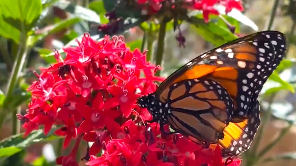 Oregon Senator Merkley introduces federal Monarch butterfly protection bill