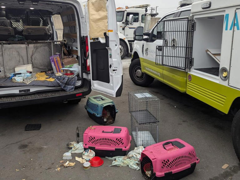 19cats found in filthy stolen U Haul Pasadena Humane waiving