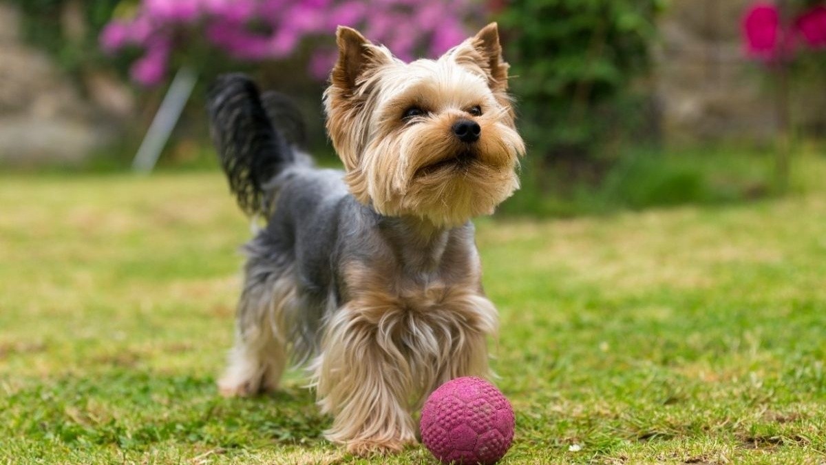 These 11 small dog breeds are the most loyal and devoted to their owners