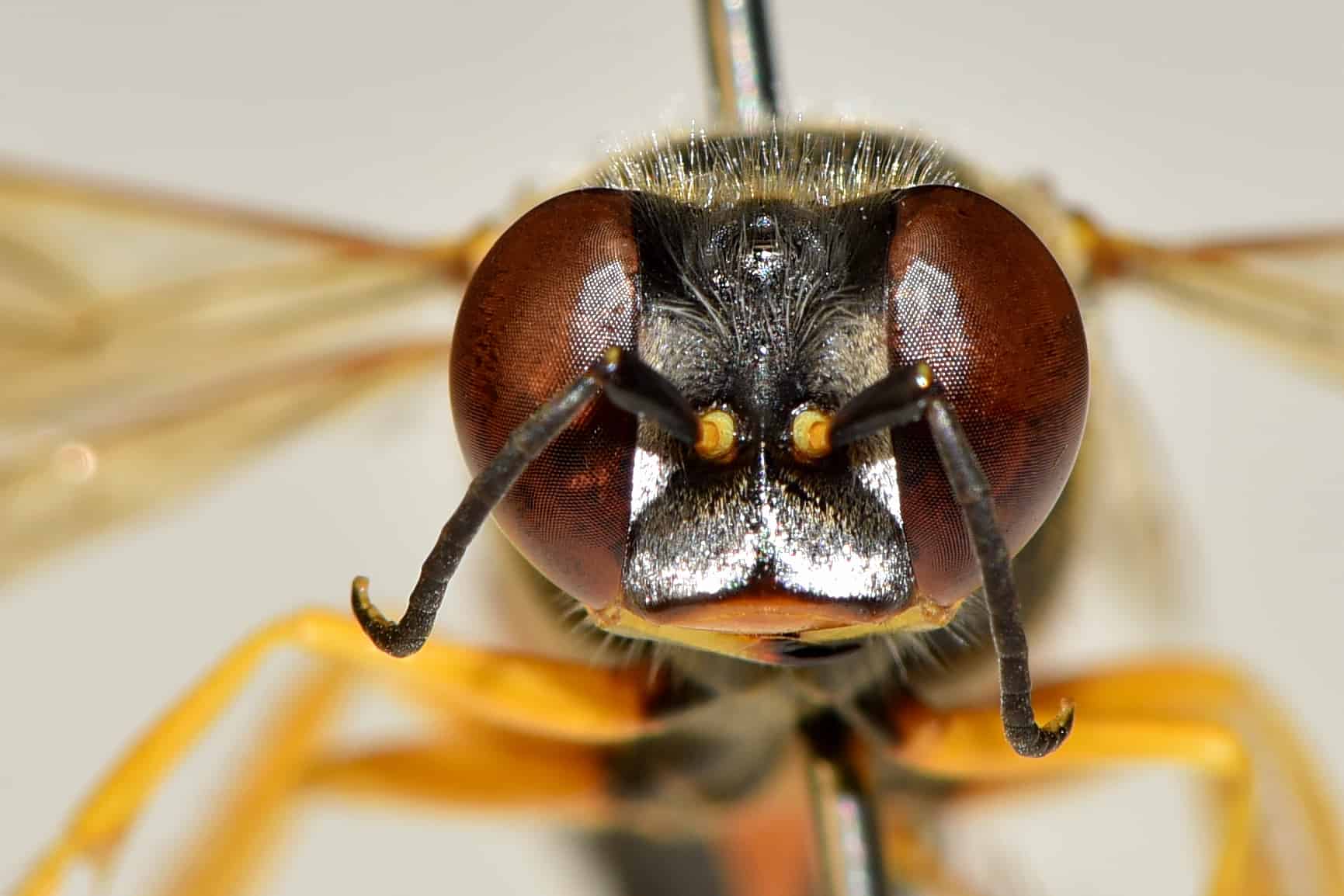 Wasp Lifespan: How Long Do Wasps Live?