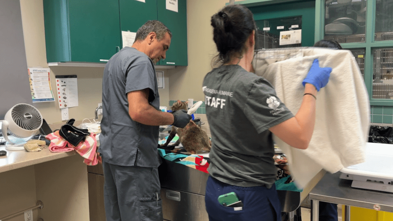 19cats found in filthy stolen U Haul Pasadena Humane waiving