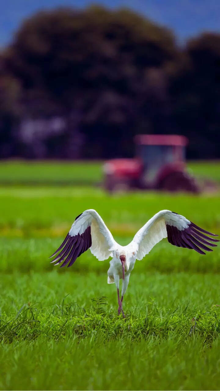 From Sundarbans to Wayanad: 10 forests in India you must experience