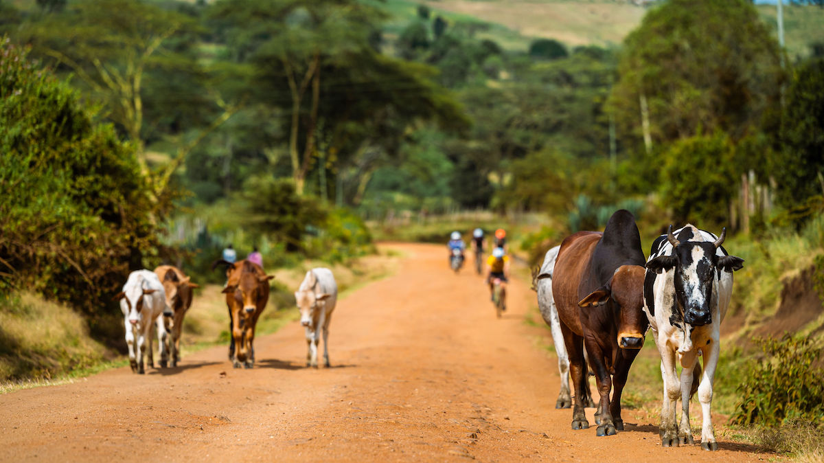 AA1H9KUB Racing Across Kenya's Savannas and Wildlife Trails – Haley Hunter Smith and Lukas Baum Triumph in Four-Stage Migration Gravel Race
