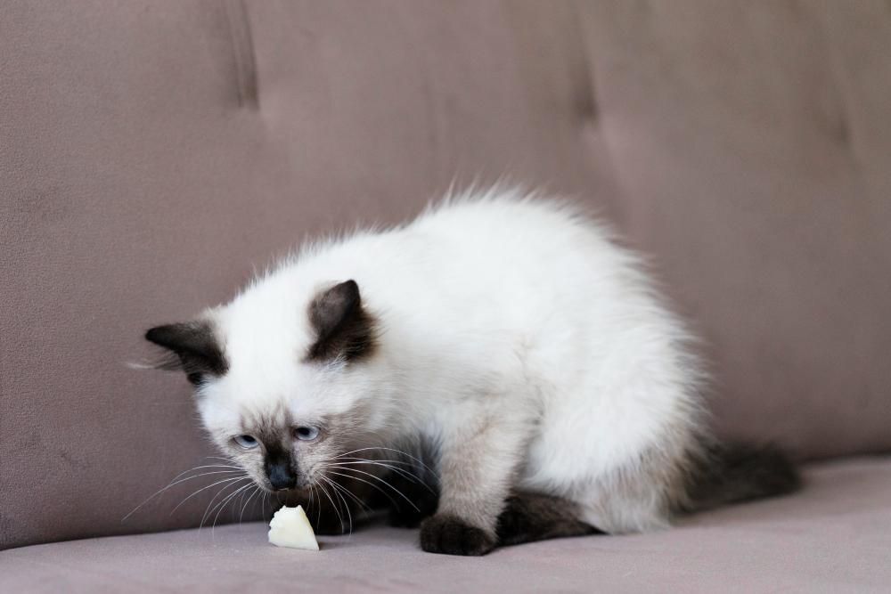 Apakah Kucing Bisa Merasakan Pedas?