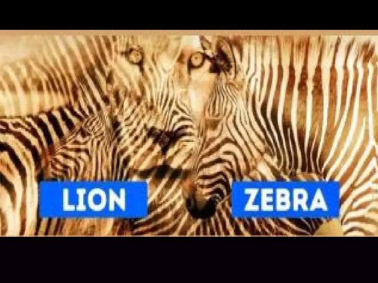 Optical illusion personality test: Lion or zebra? The animal you spot ...