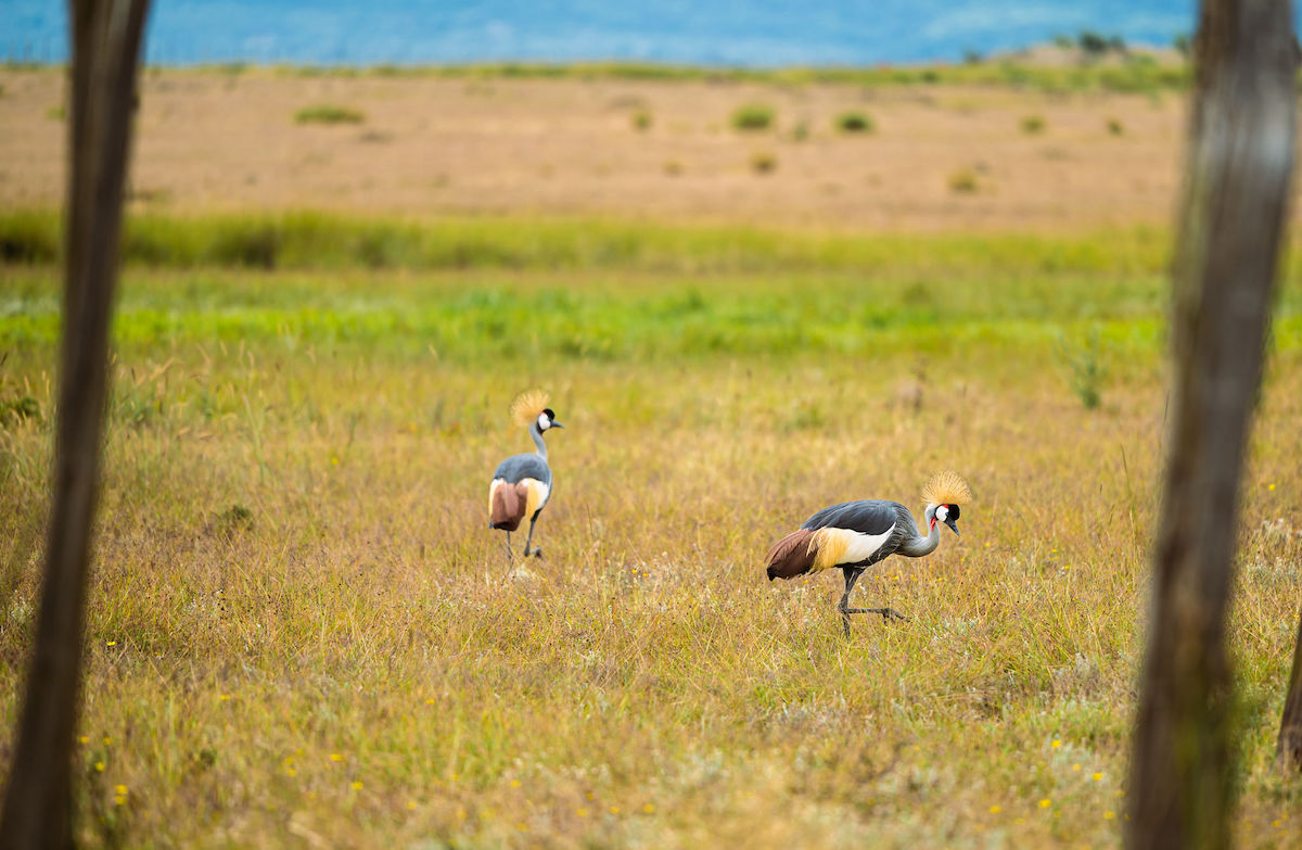 AA1H9uZj Racing Across Kenya's Savannas and Wildlife Trails – Haley Hunter Smith and Lukas Baum Triumph in Four-Stage Migration Gravel Race