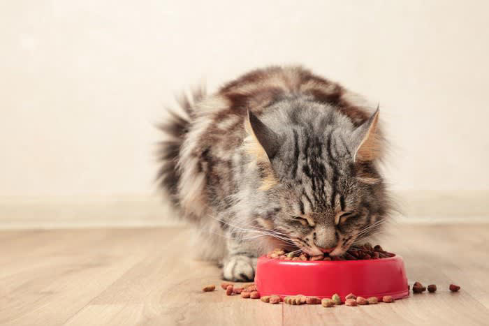 愛猫の一生の長さは『飼い方』次第で変わる！長寿を目指すなら守るべき3つのこと