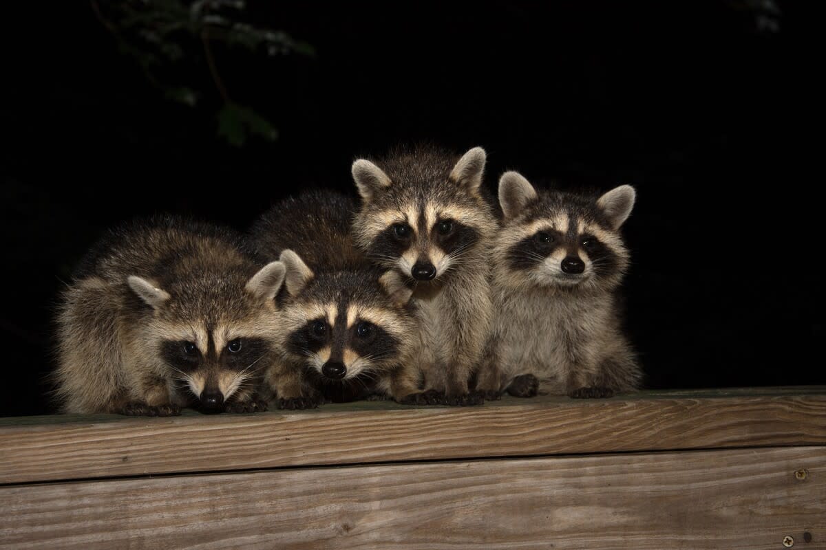 Adorable Video of Baby Raccoons Learning to Climb Is Making Everybody Smile