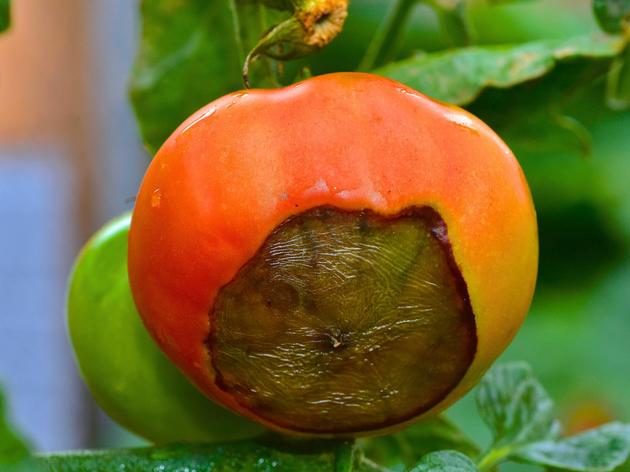 Tomaten Werden Braun Von Unten