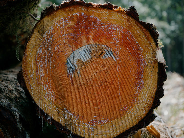 Recently felled trees near a logging road.