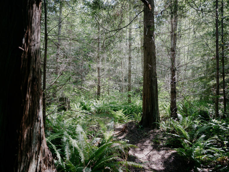 The site of the now-canceled “Power Plant” timber sale.