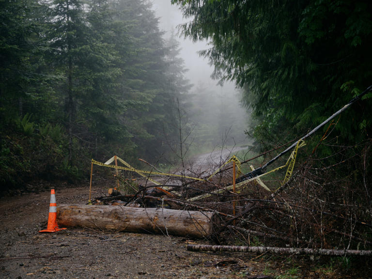 The barricade across a logging road built in protest of a timber sale.