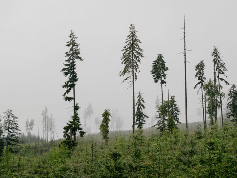 Previously logged land near Port Angeles, Washington.