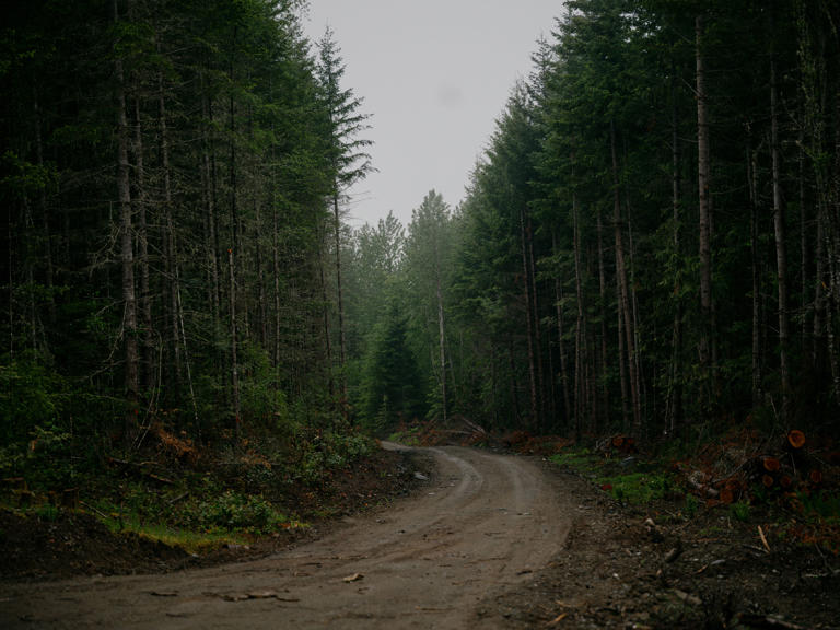 A road built for logging snakes through the state-owned forest.