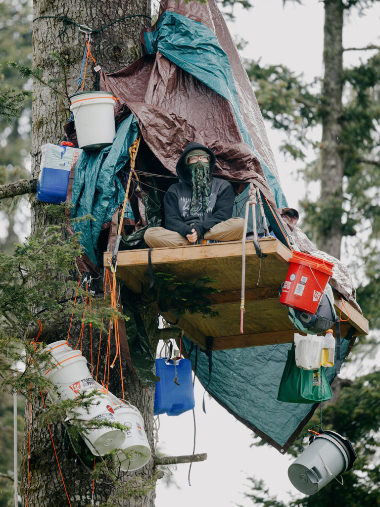 A logging protest in the treetops ends in terror, activists say