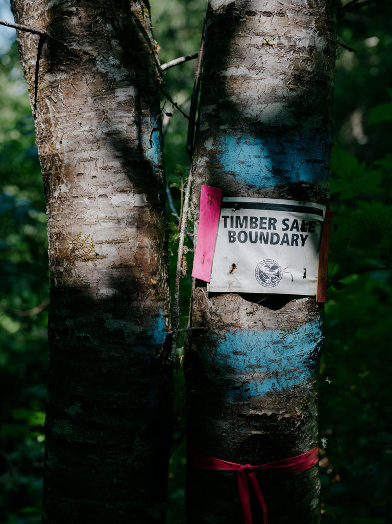 A sign remains from a previously attempted timber sale, which was canceled in 2023 after public backlash.