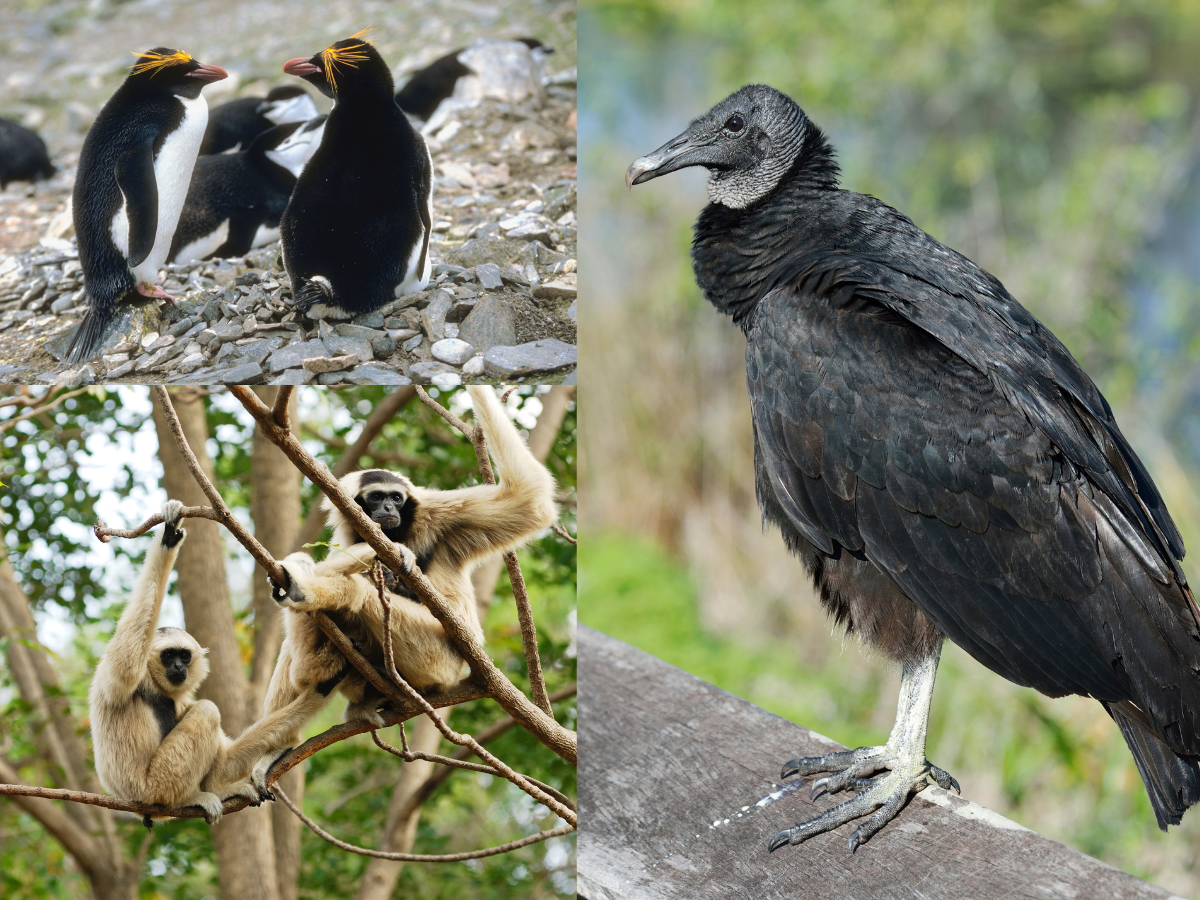 Partners forever: 5 animals that mate for life