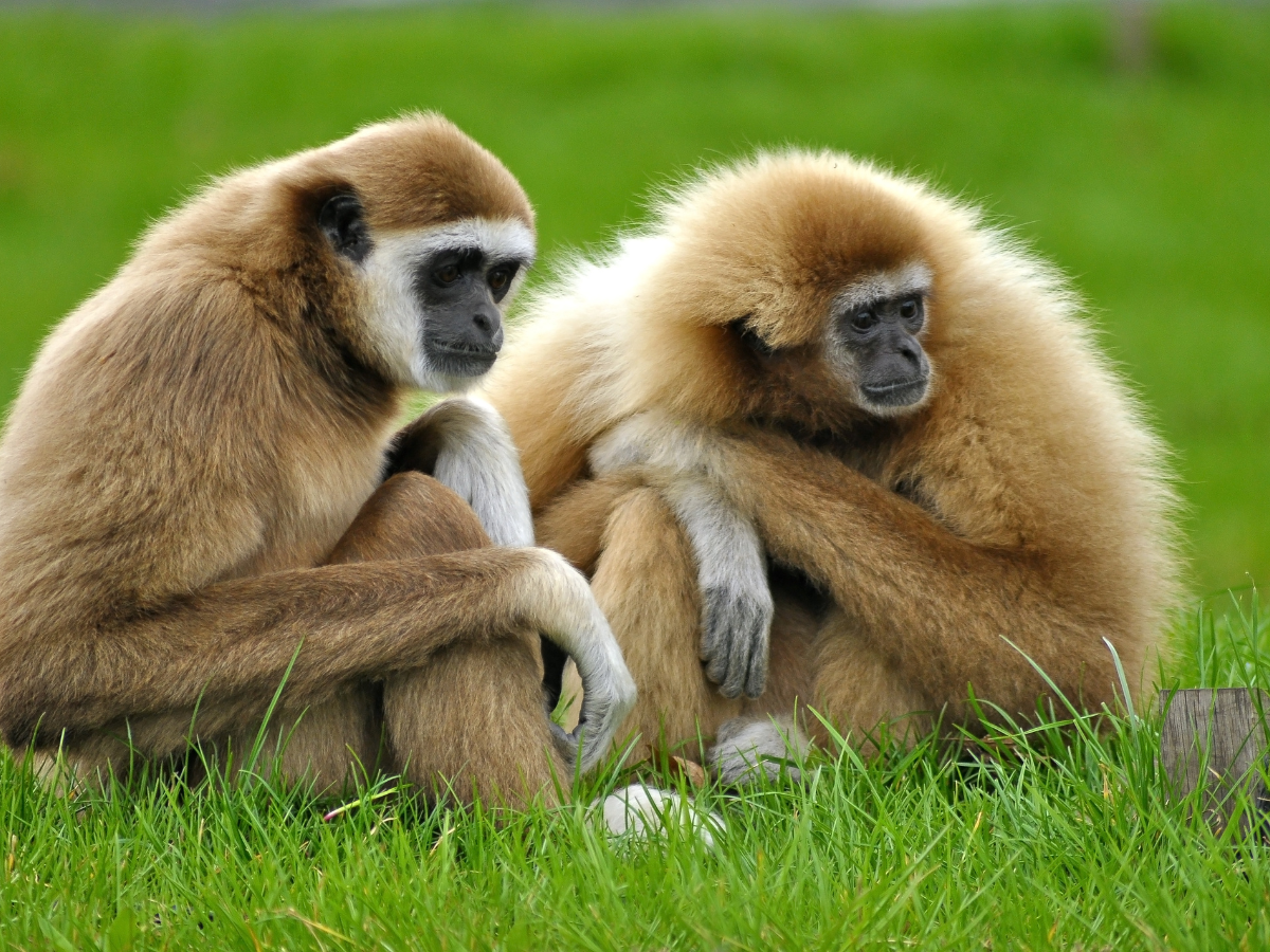 Partners forever: 5 animals that mate for life