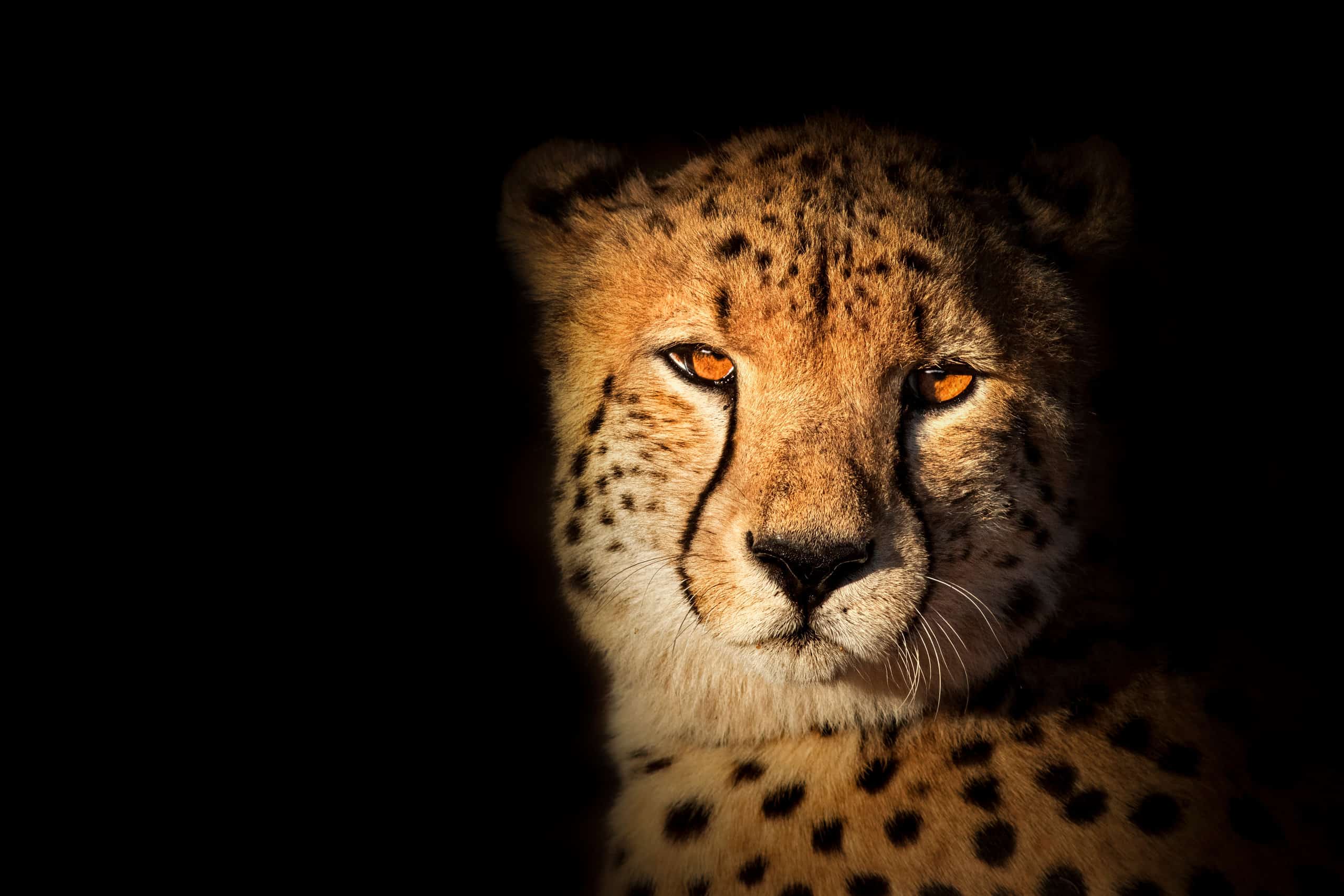 the-25-most-amazing-cheetah-facts