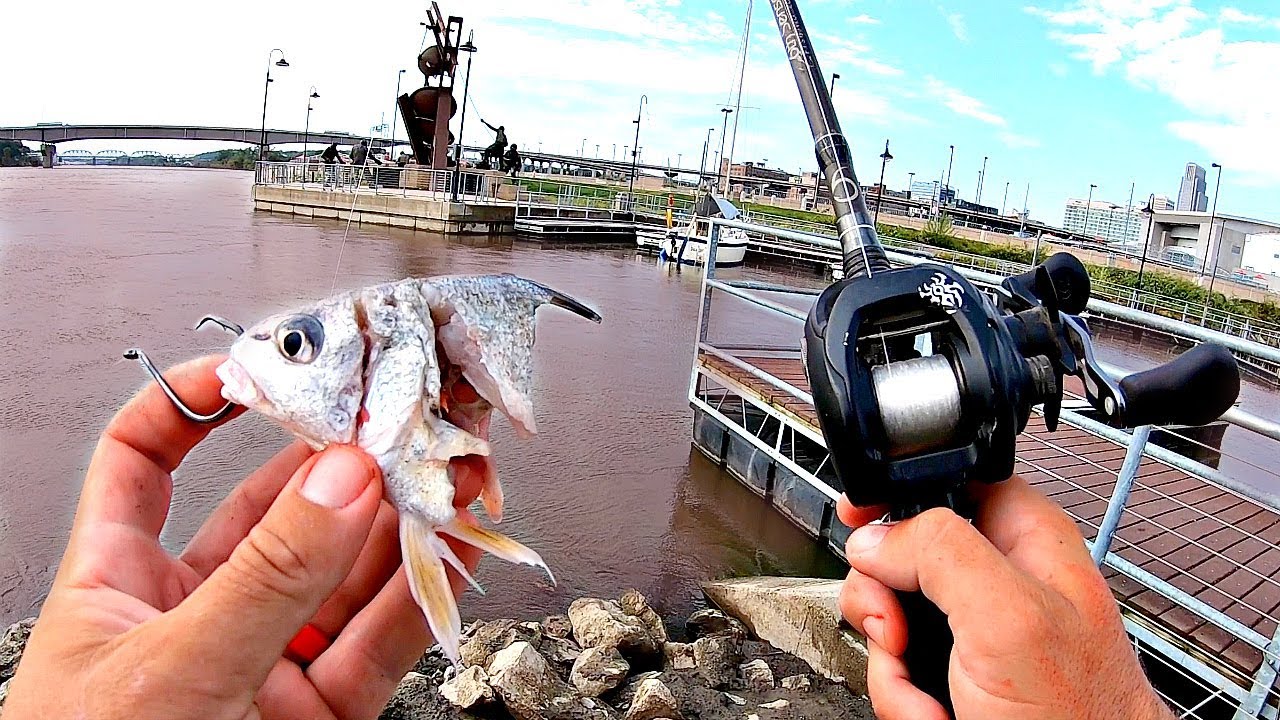 Urban river fishing uncovers river monsters