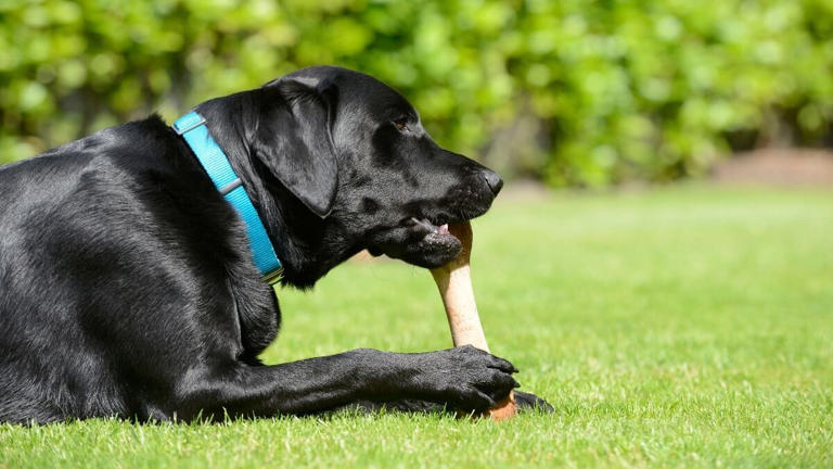 Botten zijn goed voor de gezondheid van de tanden - Shutterstock