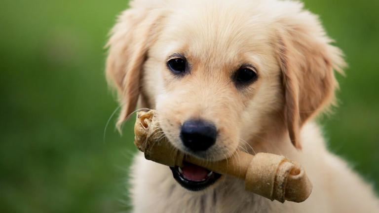 Puppy met bot - Shutterstock