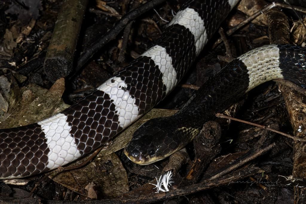 Penampakan ular weling dengan pola belang hitam putih