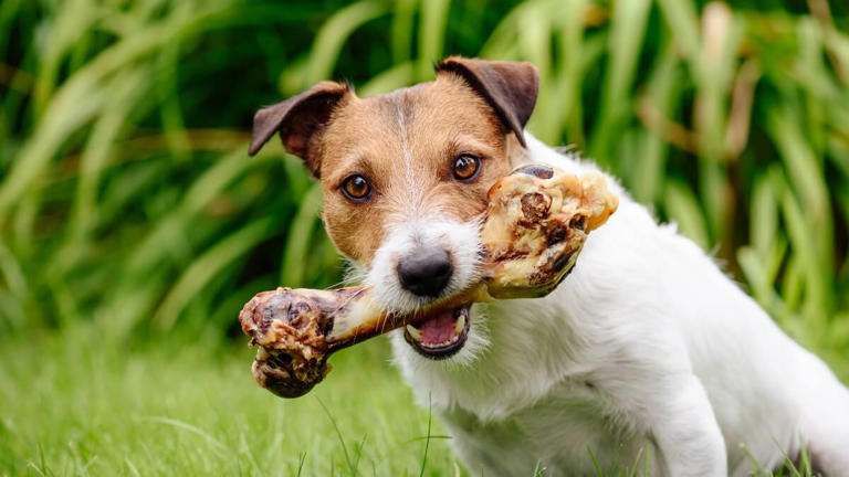 Mag een hond botten eten?