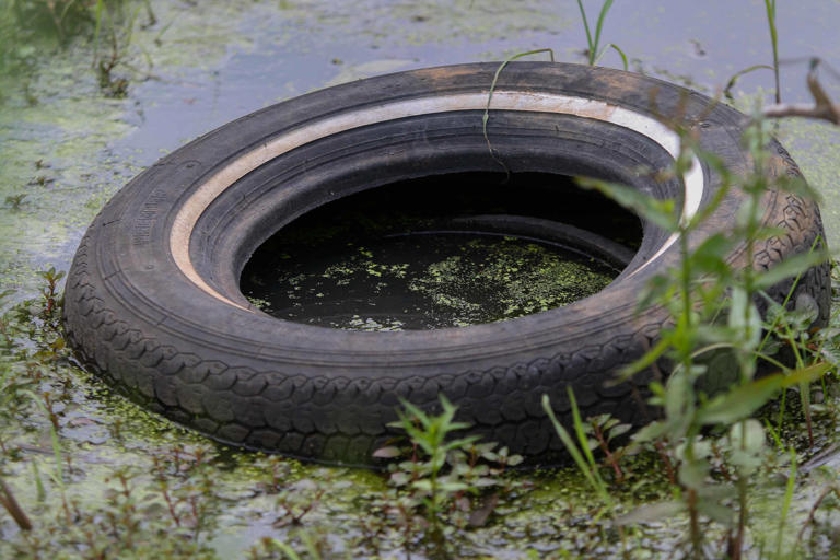 Having issues with mosquitoes? Here are some tips on how to control ...