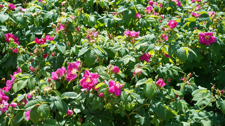 The Uniquely Colored Rose To Grow In Your Garden That Pollinators Love